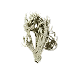 Oakmoss